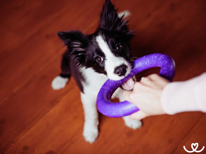 Dog-puller-pro-psy (6)